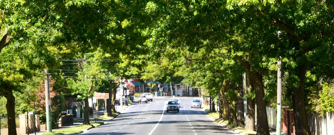 Wattle Park Tree Lined Street Precinct